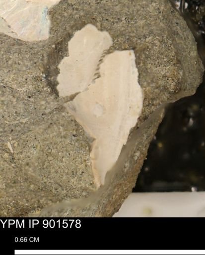 undet. Nuculoida