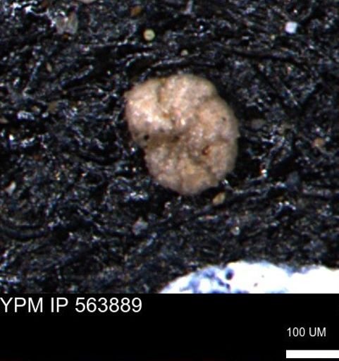 Alveolophragmium linki