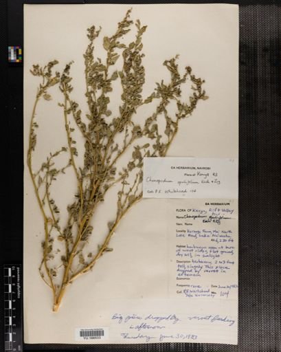 Plantae