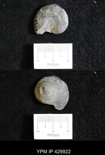 Trepospira rotalia