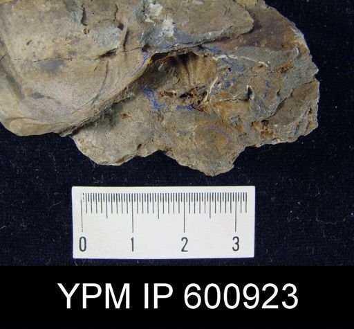 Spirifer trisectus