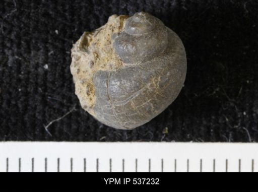 Viviparus montanaensis