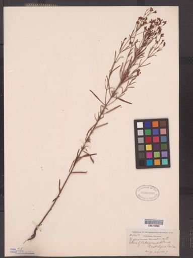 Hypericum canadense