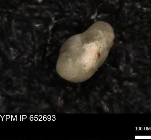 undet. Foraminiferida