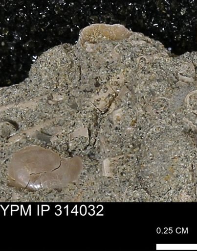 undet. Scaphopoda