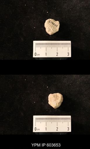 Productus cf. redesdalensis