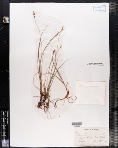 Carex pensylvanica