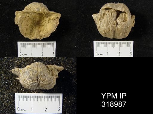 Productus costatus