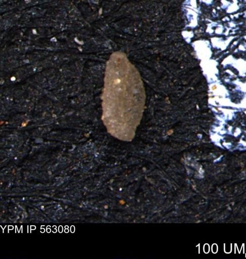 Miliammina manitobensis