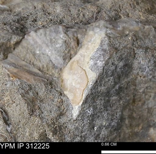 undet. Mollusca