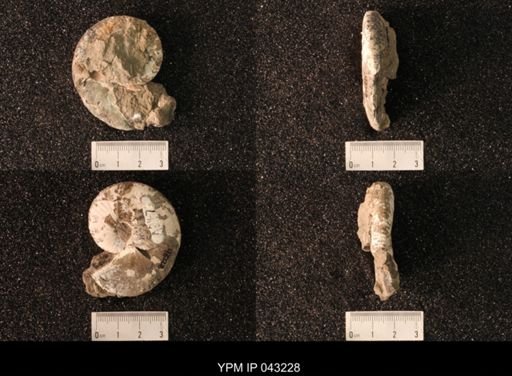 Hoploscaphites nicolletii