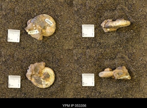 Discoscaphites conradi