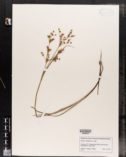 Plantae