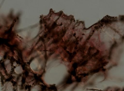 Keratosa