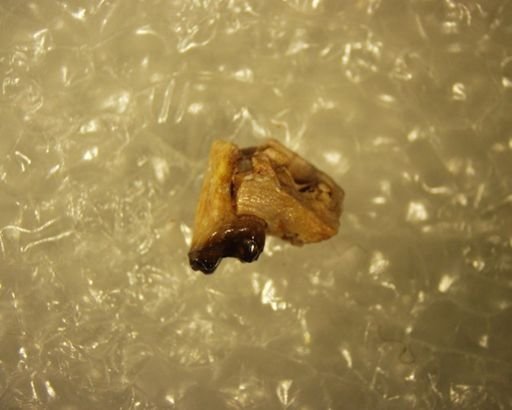 Absarokius abbotti
