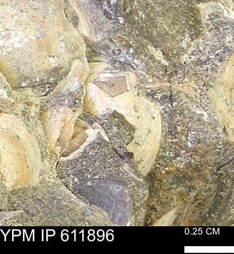Protocardia sp.