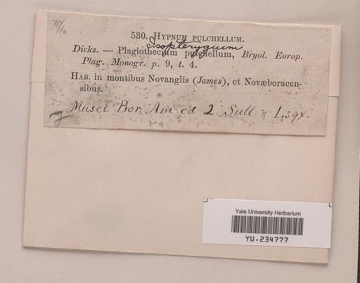 Isopterygium pulchellum