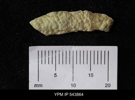 undet. Ichnofossil
