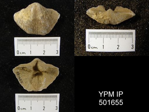 Spirifer cameratus