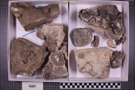 mixed taxa, stratigraphic collection