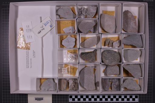 mixed taxa, stratigraphic collection