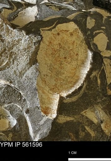 undet. Mollusca
