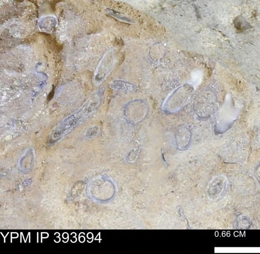 undet. Serpulidae