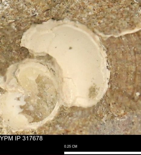 undet. Gastropoda