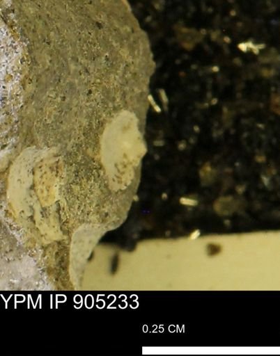 undet. Mollusca
