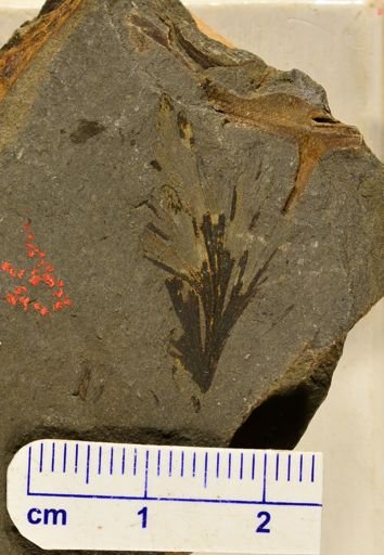 Sphenopteris pachyrachis