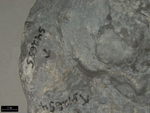Aplocoma damesii