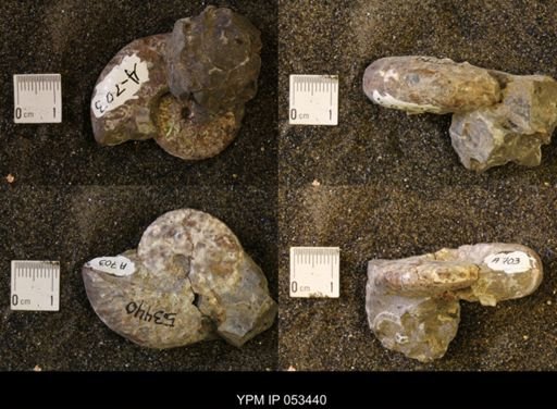 Discoscaphites conradi