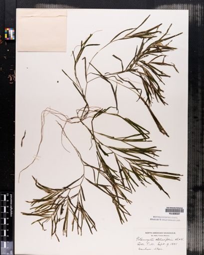 Potamogeton obtusifolius