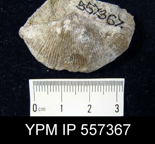 Spirifer tenuicostatus