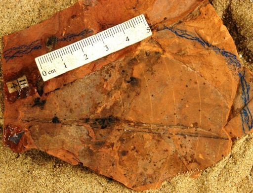Clusia vera