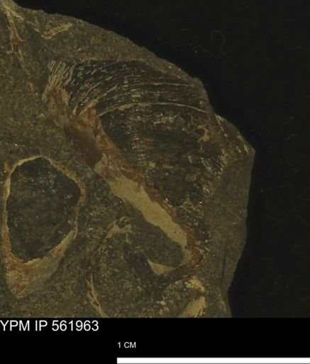 Limopsis sp.