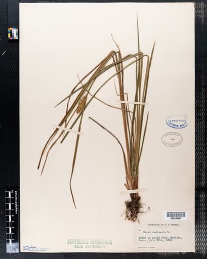 Carex vesicaria