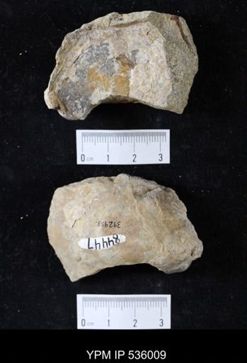 Ostrea glabra
