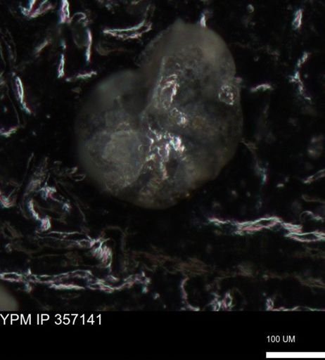 undet. Foraminiferida