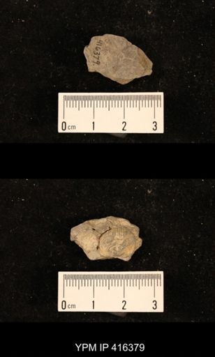 Marginifera muricata