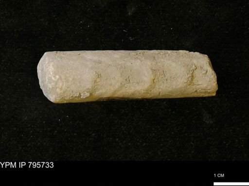 Baculites sp.