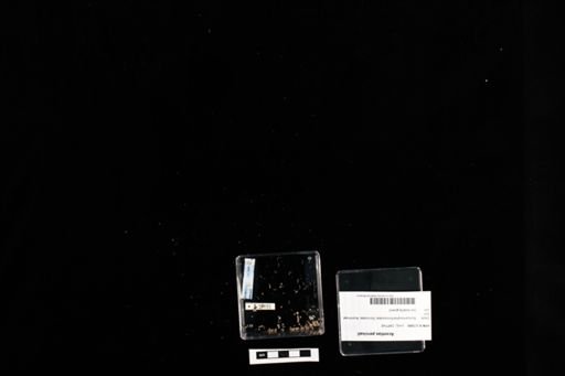Acontias percivali