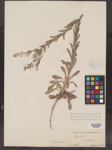 Lepidium campestre