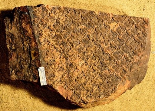 Lepidodendron sternbergii