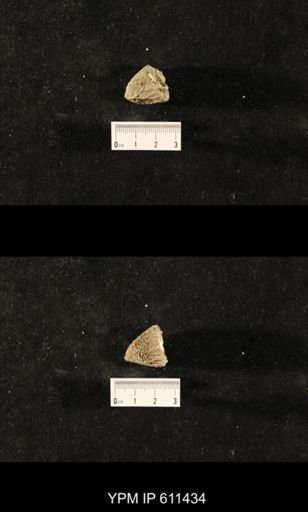 Glyptocrinus decadactylus