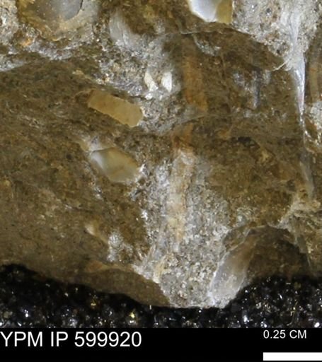 undet. Bivalvia