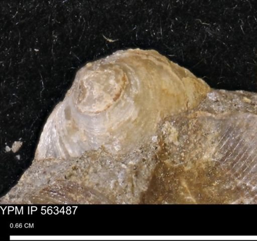 Limopsis striatopunctatus