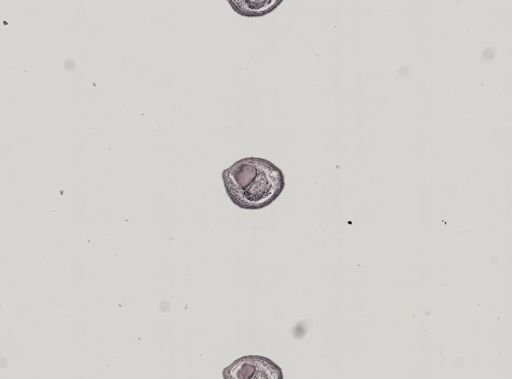 Plagiostomum whitmani