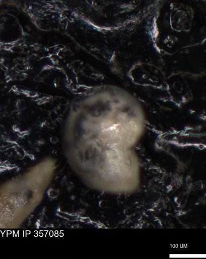 undet. Foraminiferida