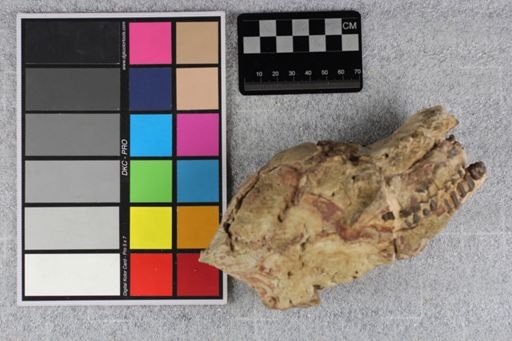 Mesohippus bairdi